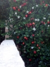 Natal Plum, Large Num-num, Grootnoemnoem,  Amatungulu - Carissa macrocarpa