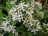 Weeping Bride&#039;s Bush, Treurbruidsbos, umdleza, tshituku, umhleza - Pavetta lanceolata
