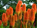 Red Hot Poker, Torch Lily, Vuurpyle - Kniphofia