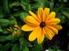 Coneflower, Black-eyed Susan - Rudbeckia hirta