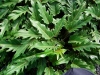 Selloum - Philodendron selloum hybrids