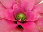 Bromeliads