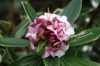 Winter Daphne, Sweet Daphne - Daphne odora &#039;Aureomarginata&#039;