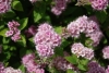 Spiraea, Cape May, Garland Spiraea, Bridal May, Mayflower, Japanese meadowsweet - Spiraea