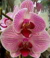 Moth Orchid - Phalaenopsis hybrids