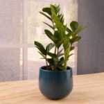 ZZ Plant, Zanzibar Gem - Zamioculcas zamiifolia
