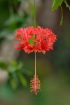 Hibiscus, Japanese Lantern, Coral Hibiscus - Hibiscus schizopetalus