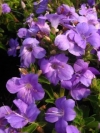 Bush Violet, Kleinbosviooltjie - Barleria obtusa and repens