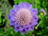 Pincushion Flower, Bitterbos, selomi, mamokhale, moholungoane, isilawu esikhulu, makgha, ibheka - Scabiosa