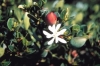 Dwarf Num-num, Natal Plum, Dwergnoemnoem,  Amatungulu - Carissa macrocarpa