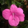 Bush Violet, Kleinbosviooltjie - Barleria