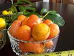 Afrika-geelmelkhout, African Mangosteen, uGobandlovu - Garcinia livingstonei