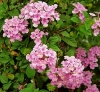 Lantana, Trailing Lantana, Bird’s Brandy, uTywala bentaka - Lantana montevidensis
