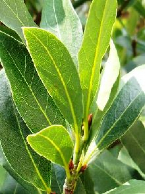 Bay Leaf Sweet Bay Laurus Nobilis bay-leaf-sweet-bay-laurus-nobilis