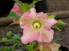 Lenten Rose, Christmas Rose, Easter Rose - Helleborus