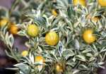 Calamondin Orange - Citrus