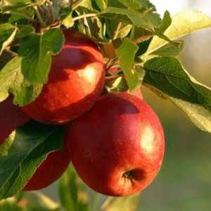 Plant Dwarf, Double and Triple Grafted Fruit Trees