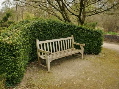 Large plants for formal &amp; informal hedging and screening
