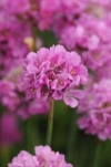 Thrift, Sea Pink - Armeria maritime