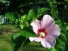 Hibiscus, Rose of Sharon, Rose Mallow - Hibiscus syriacus