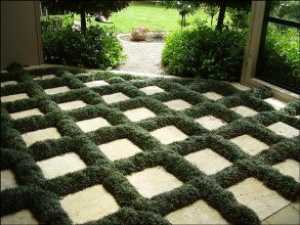 Groundcovers to plant between pavers and stepping stones