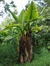 Giant Elephants Ear, Giant Taro - Alocasia  macrorrhiza