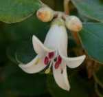 White Australian Fuchsia, White Correa - Correa alba