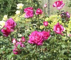 Simple guidelines for pruning roses