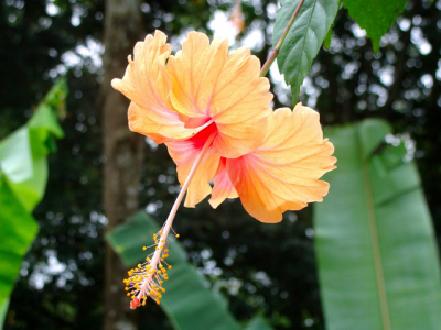 Medium to large coastal plants