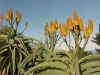 Dune Aloe, Strandaalwyn - Aloe thraskii