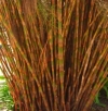 Restio, Bell Reed, Rekoala, Bergbamboes, Besemriet, Olifantsriet - Cannamois (Restionaceae)