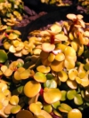 Spekboom, Porkbush, Elephant’s Food, iNtelezi, isiDondwane, iGqwanitsha, Tshilepwete - Portulacaria afra