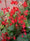 Coral Bells, Alumroot - Heuchera sanguinea