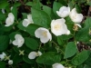 Mock Orange,  English Dogwood - Philadelphus coronarius