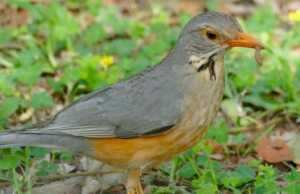Feeding birds should be done responsibly
