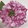 Verbena, Garden Verbena - Verbena x hybrida