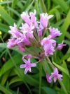Wild Garlic, Sweet Wild Garlic, Wilde Knoffel, Soetwildeknoffel, Isihaqa, utswelane - Tulbaghia