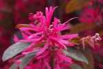Chinese Fringe Flower - Loropetalum chinense