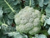 Broccoli - Brassica oleracea var. Italica