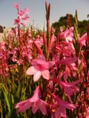 Cape Bugle Lily, Pink Watsonia, Suurkanol, Kanolpypie - Watsonia