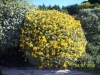 St. Johns Wort - Hypericum Hidcote