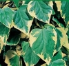 Ivy - Hedera