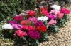 Cyclamen, Florists Cyclamen