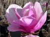 Magnolia, Saucer Magnolia, Persmagnolia - Magnolia x soulangiana