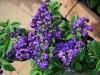 Cherry Pie Heliotrope - Heliotropium arborescens