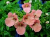 Twinspurs, Horinkies - Diascia integerrima