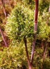 Restio, Albertinia Thatching Reed, Rooi Riet, Dekriet, Silver Reed - Thamnochortus