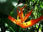 Lobster Claws, Parrot Flowers, False Bird-of-paradise - Heliconias