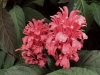 Plume Flower, Jacobinia - Justicia carnea