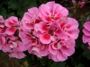 Geranium - Pelargonium